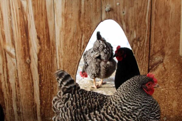 Chickens-2
