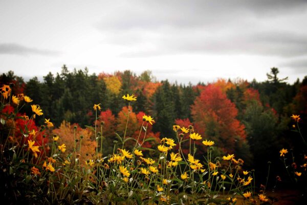 Landscape-3